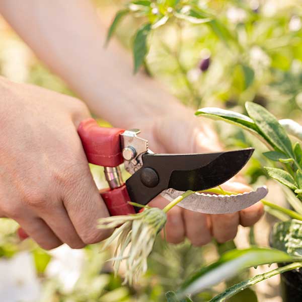 Household/Food/Fabric Scissors - Golden State Sharpening